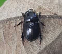 Alissonotum pauper