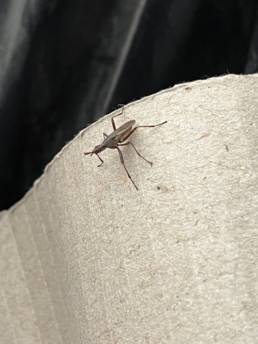iNaturalist observation photo of Banana Flies