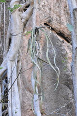 Selenicereus ocamponis