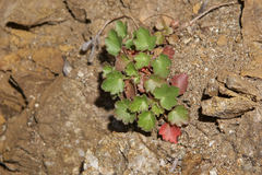 Heuchera elegans