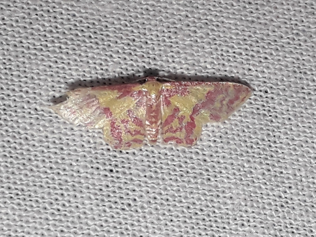 Tricentrogyna crocantha