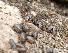 Armadillidium pulchellum