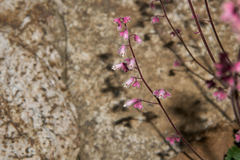 Heuchera elegans