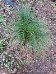 Xerophyllum tenax