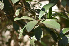 Ardisia revoluta