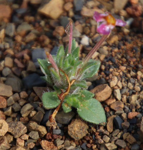 Image of Zaluzianskya violacea by (c) Tony Rebelo, some rights reserved (CC BY-SA)