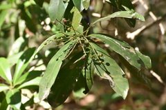 Ardisia revoluta