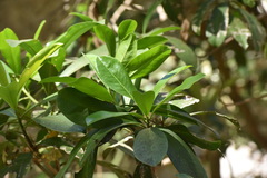 Ardisia revoluta