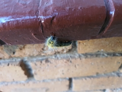 Bombycomorpha bifascia