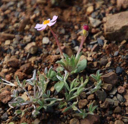 Image of Zaluzianskya violacea by (c) Tony Rebelo, some rights reserved (CC BY-SA)