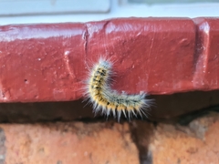 Bombycomorpha bifascia