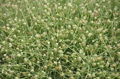 Baccharis wrightii
