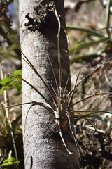 Tillandsia capitata