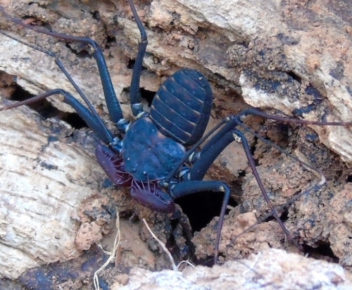 Phrynus operculatus
