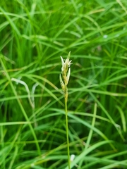 Carex brizoides