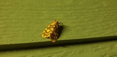 Miltochrista quadrilineata