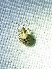 Lignyodes pallidus