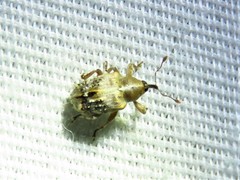 Lignyodes pallidus
