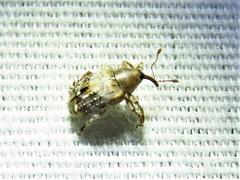 Lignyodes pallidus
