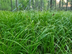 Carex brizoides