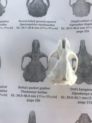 Geomyinae