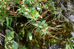 Peperomia lanceolata