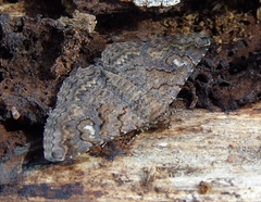Ophiusini