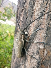 Batocera rufomaculata