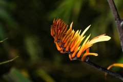 Pitcairnia dendroidea
