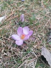 Crocus corsicus