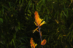 Pitcairnia dendroidea