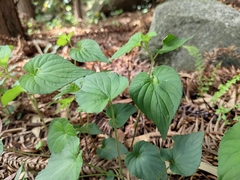 Viola acuminata