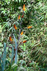Pitcairnia dendroidea
