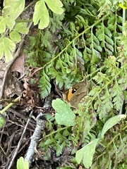 Pterodecta felderi
