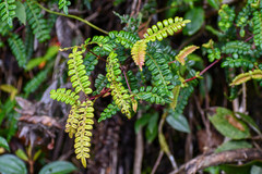 Weinmannia polyphylla