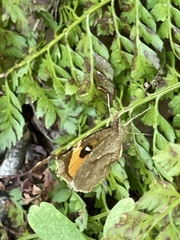 Pterodecta felderi