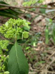 Hydrangea chinensis