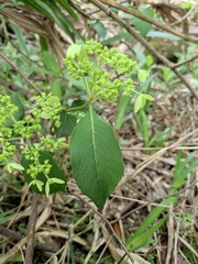 Hydrangea chinensis