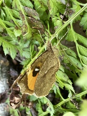 Pterodecta felderi