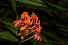 Epidendrum cochlidium