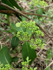 Hydrangea chinensis