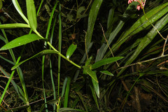 Epidendrum cochlidium