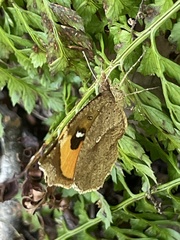 Pterodecta felderi