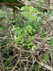 Hydrangea chinensis