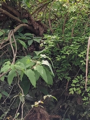 Smilax riparia