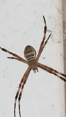 Argiope katherina