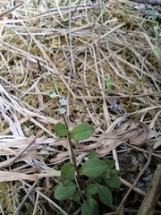 Trigonotis peduncularis