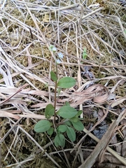 Trigonotis peduncularis