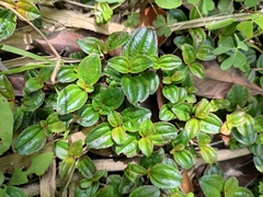 Melastoma dodecandrum