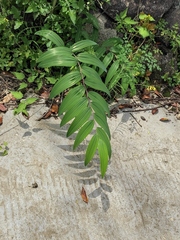 Polygonatum cyrtonema